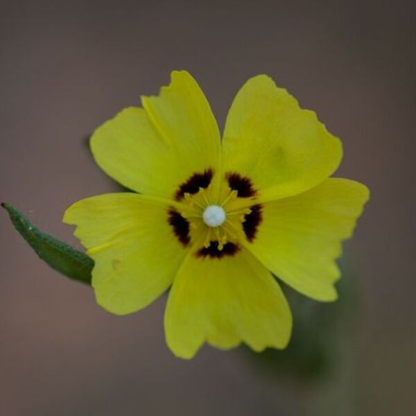 FLORES SILVESTRES de Alcolea de Calatrava